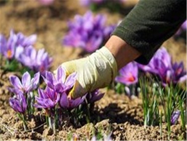 اقتصاد مقاومتی غیرممکن‌ها را ممکن می‌کند/ اولین برداشت زعفرانم را نذر کردم
