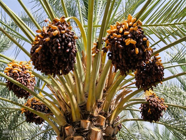 جشنواره خرمای پیارم در حاجی آباد برگزار می شود