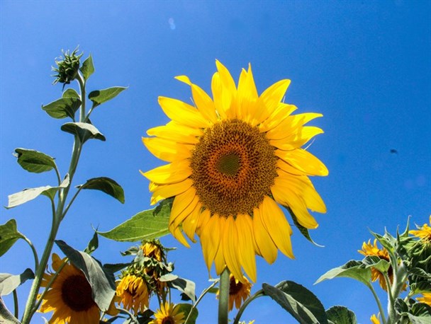 مزرعه گل های آفتابگردان در ارومیه