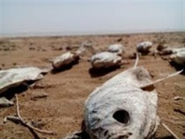 خانم ابتکارسیستان را دریابید؛ هامون تشنه است نه بی بی سی!