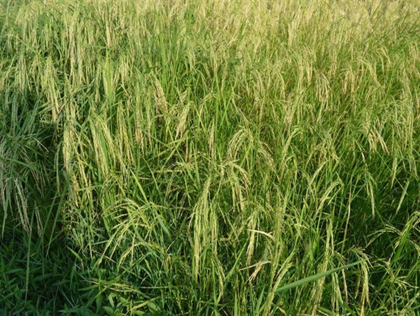 برداشت محصول در روستای پلنگ‌سرای‌ شاندرمن+ تصاویر