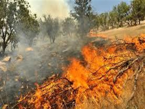 اقدام به موقع باعث مهار آتش سوزی منطقه حفاظت شده تنگ صیاد شد