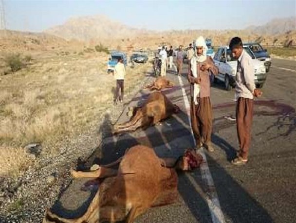 تصادف همزمان دو خودروی سواری با دو شتر در جاده ای که گوشی ها آنتن نمی دهد/خودروهای عبوری مجروحان را به بیمارستان منتقل کردند