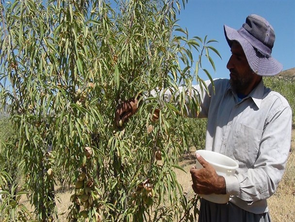 برداشت بادام در باغات سروآباد آغاز شد