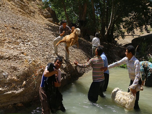 گزارش تصویری/ شستشوی گوسفندان توسط دامداران خراسان شمالی