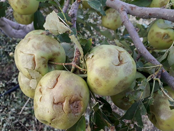 خسارت تگرگ به باغات میوه درسپیدان