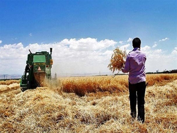 پایان برداشت گندم و جو در آران و بیدگل/ سطح زیر کشت محصول ۸۵۰ هکتار کاهش یافته است