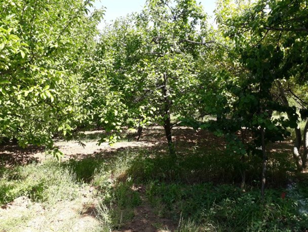 سرنوشت درختان کامه همچنان در هاله‌ای از ابهام است/ حکم قطع ۸۰۰ درخت در انتظار رأی نهایی