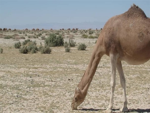 مرگ بی صدای دوازدهمین ذخیره‌گاه زیست‌کره ایران/ غوغای خاک و چرای بی رویه دام در تالاب بین المللی هامون