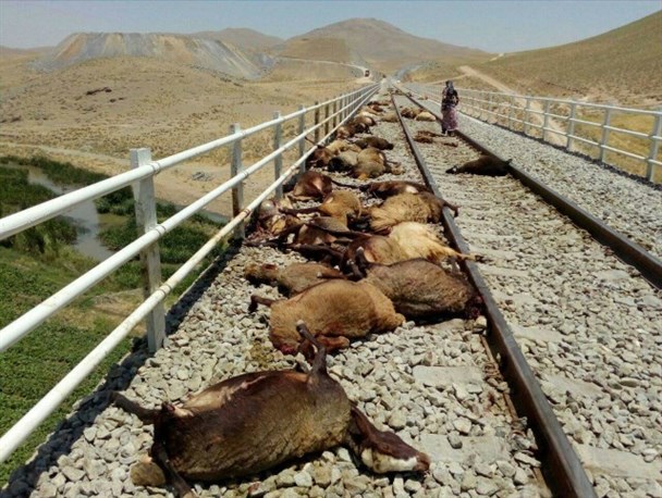 ۲۵ راس گوسفند در پی برخورد قطار در زنجان تلف شد
