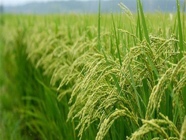 چه عواملی موجب گرانی برنج ایرانی شد؟