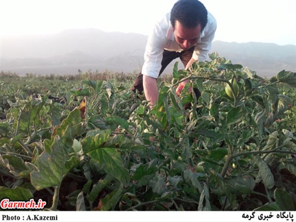 برداشت گوجه فرنگی در روستای آرمادلو / تصاویر