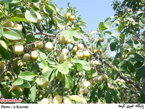 باغات آلو بخارای روستای دشت به روایت تصویر