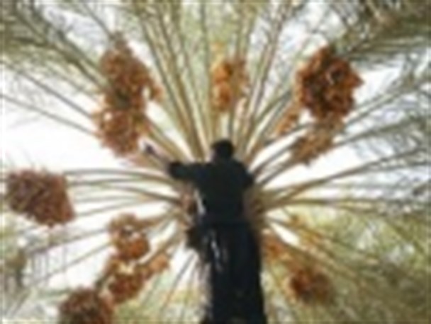 برداشت خرما از سطح ۹۰۰ هکتار نخلستان های شهرستان ارزوئیه