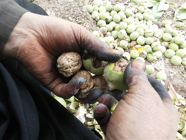 از شکوفه تا گردو تکانی در شهرستان شیروان به روایت تصویر