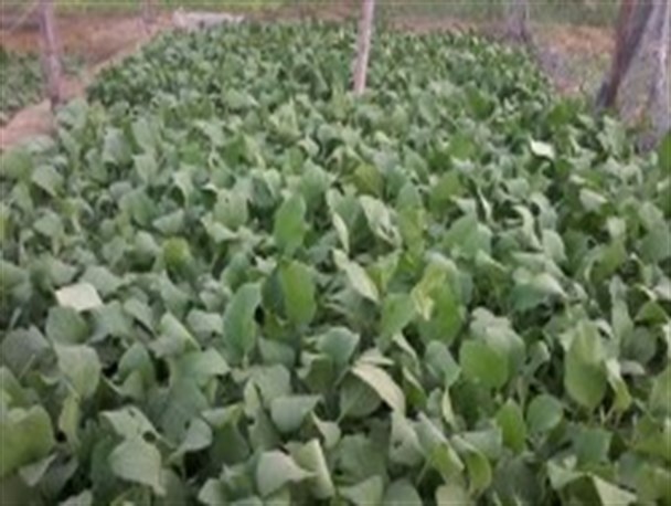 کاشت نشا بادمجان در اراضی سیریک آغاز شد