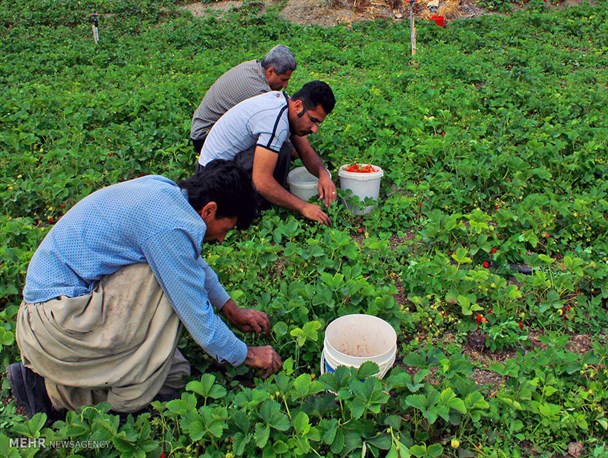 برداشت 6 هزار تن توت فرنگی از مزارع شهرستان کامیاران در سال جاری