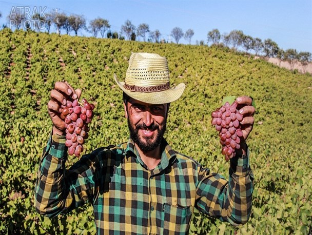 درختان زیبای انگور در روستای مملجه