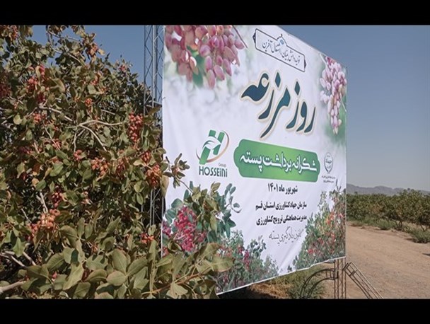 مراسم شکرانه برداشت پسته در قم به روایت تصویر