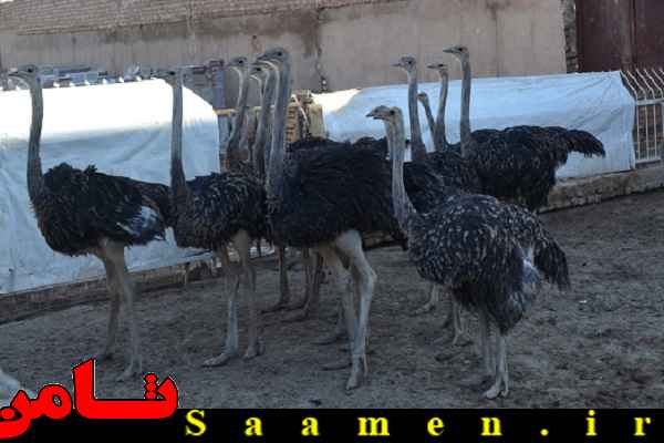 پایگاه اطلاع رسانی ثامن