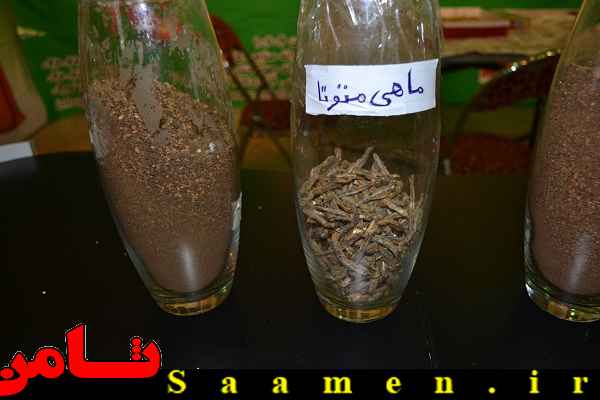 پایگاه اطلاع رسانی ثامن