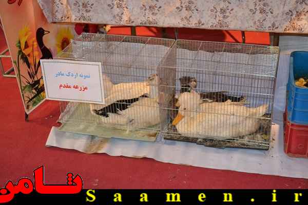 پایگاه اطلاع رسانی ثامن