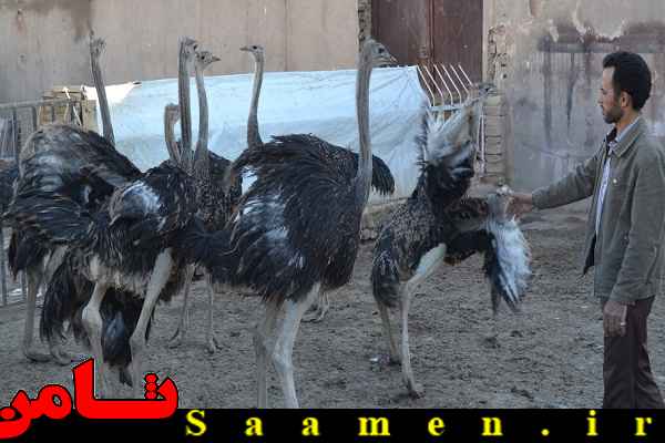 پایگاه اطلاع رسانی ثامن