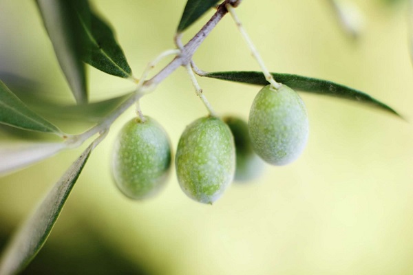 پایگاه اطلاع رسانی ثامن