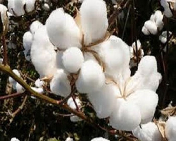 پایگاه اطلاع رسانی ثامن